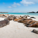 otaries-galapagos